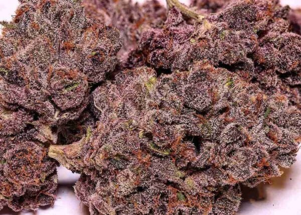 Purple Kush - Image 2