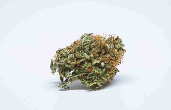 BC Big Bud - Image 3
