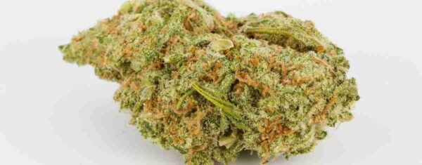 Dutch Treat - Image 2