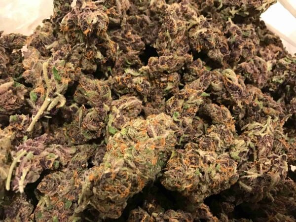 Purple Tangie - Image 2