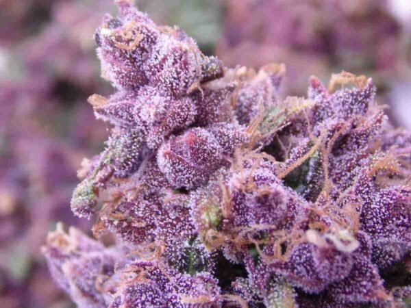 Buckeye Purple - Image 2