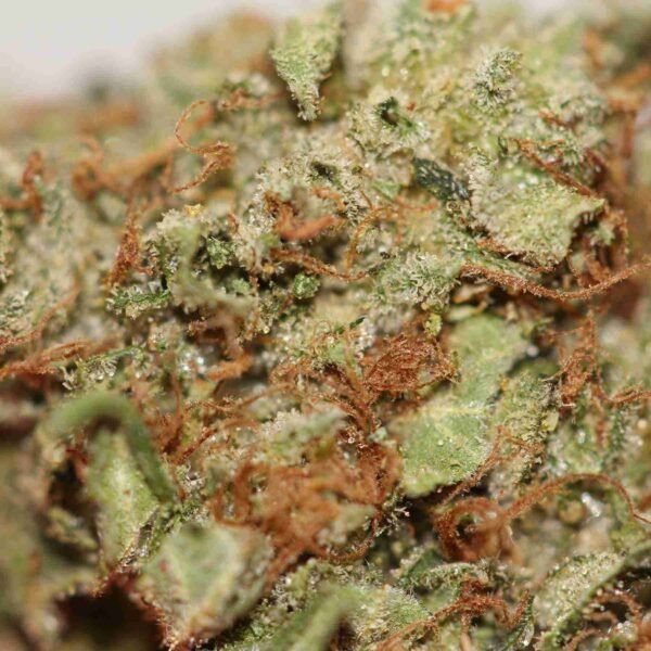 Afghani - Image 2