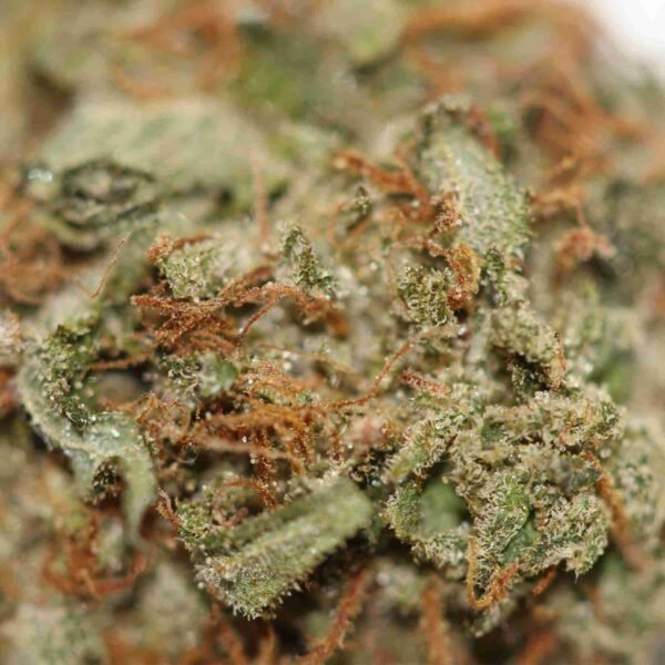 BC Big Bud - Image 2