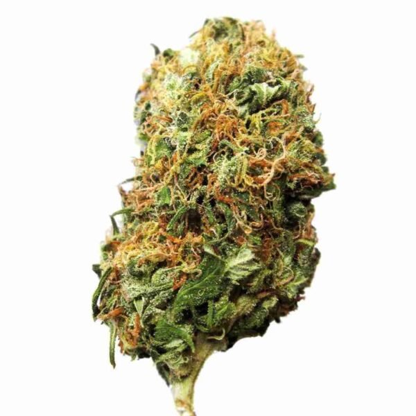 BC Big Bud