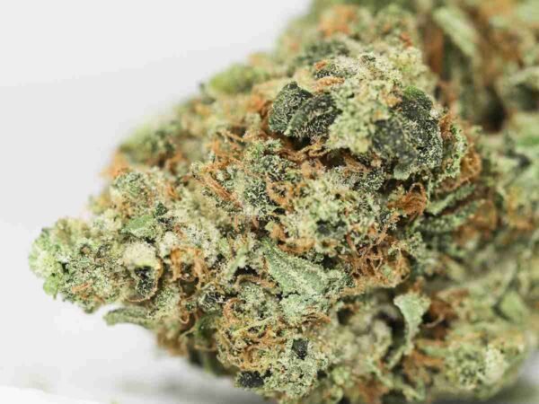 Tuna Kush - Image 2