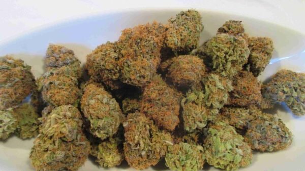 Dutch Treat - Image 3