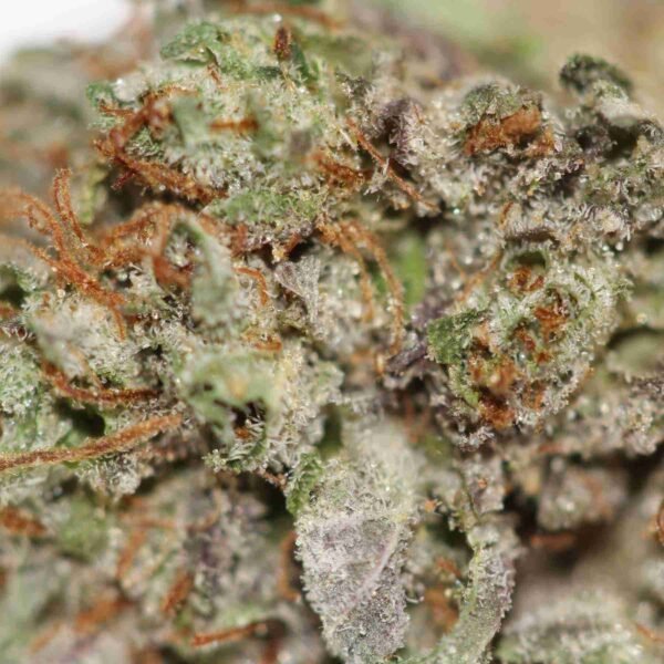 G13 - Image 2