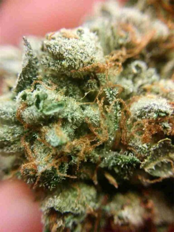 Skunk kush - Image 2