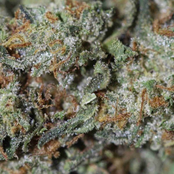 Master Bubba - Image 2