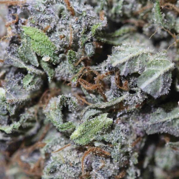 Master Kush - Image 2