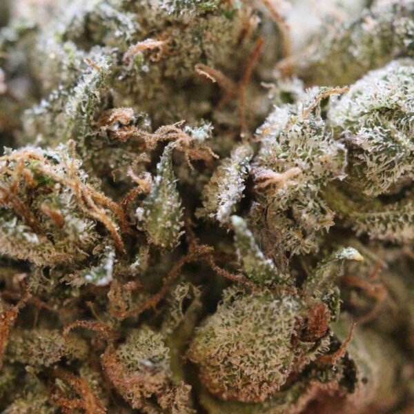 Purple Hashplant - Image 2