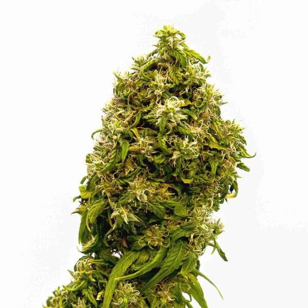 CBD Dream - Image 3