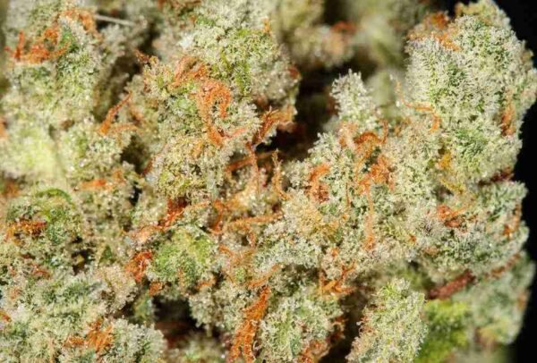 Trainwreck - Image 2