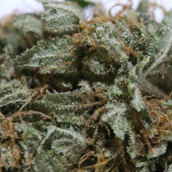 White Kush - Image 2
