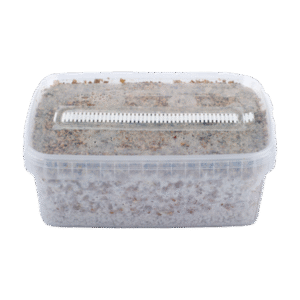 Magic Mushroom Grow kits