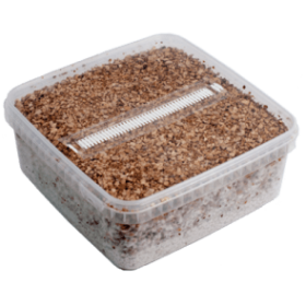Magic Mushroom Grow Kit Golden Teacher XL by Mondo®