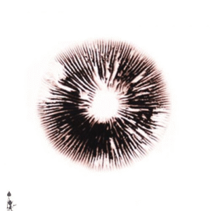 Blue Meanie Spore Print (Psilocybe cubensis)