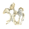 Buy True Albino Teacher Psilocybe Cubensis (TAT) Online