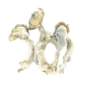 Buy True Albino Teacher Psilocybe Cubensis (TAT) Online
