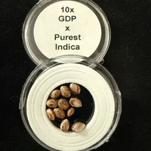 Grandaddy Purple x Purest Indica Seeds 10 Seeds for $50.00