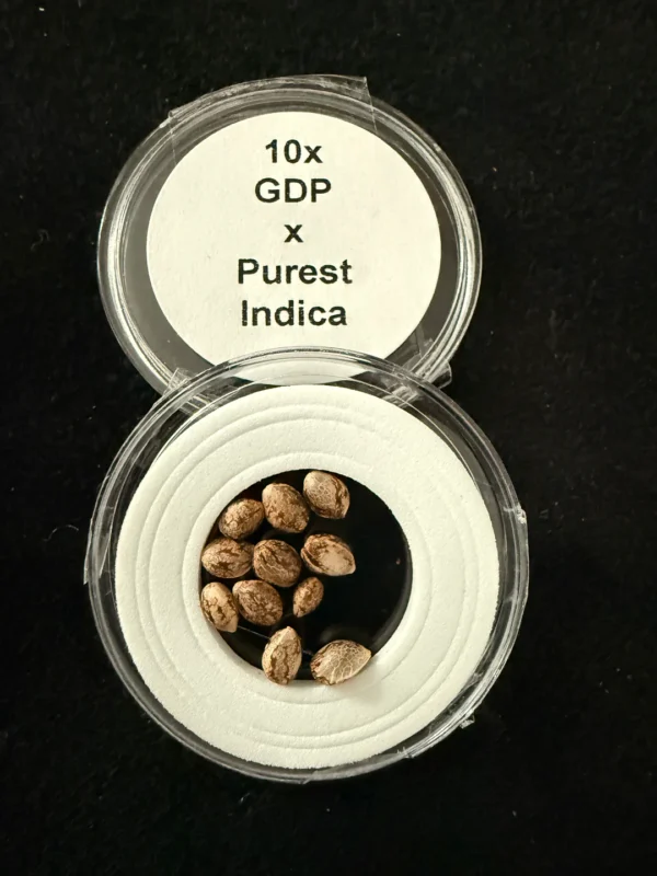 Grandaddy Purple x Purest Indica Seeds 10 Seeds for $50.00
