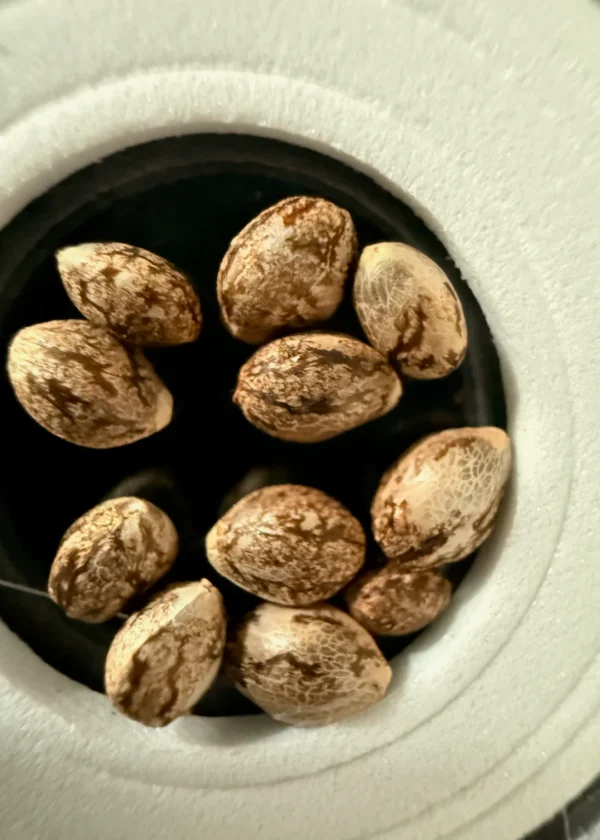 Grandaddy Purple x Purest Indica Seeds 10 Seeds for $50.00 - Image 2