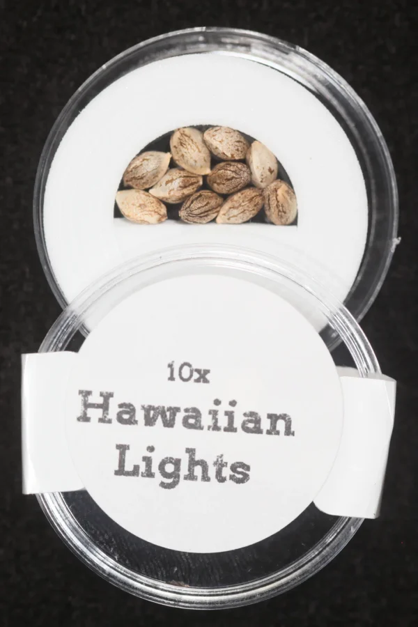 Hawaiian Lights: Purest Indica x NL#5 Regular Seeds