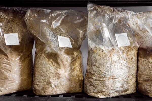 Buy Substrate Bag and Mushroom Spawn