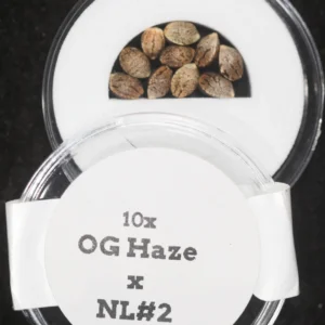 OG Haze x NL#2 F1 Regular Seeds