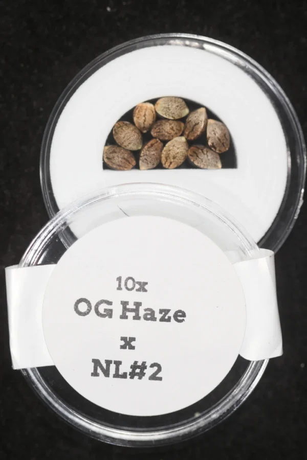 OG Haze x NL#2 F1 Regular Seeds