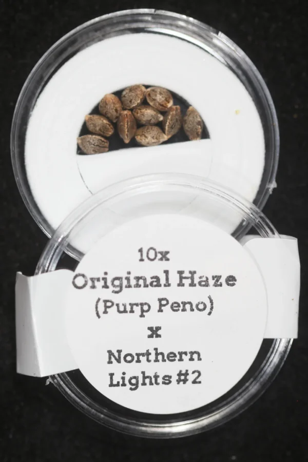 Original Haze (Purple Phenotype) x Northern Lights #2 F1 Regular Seeds