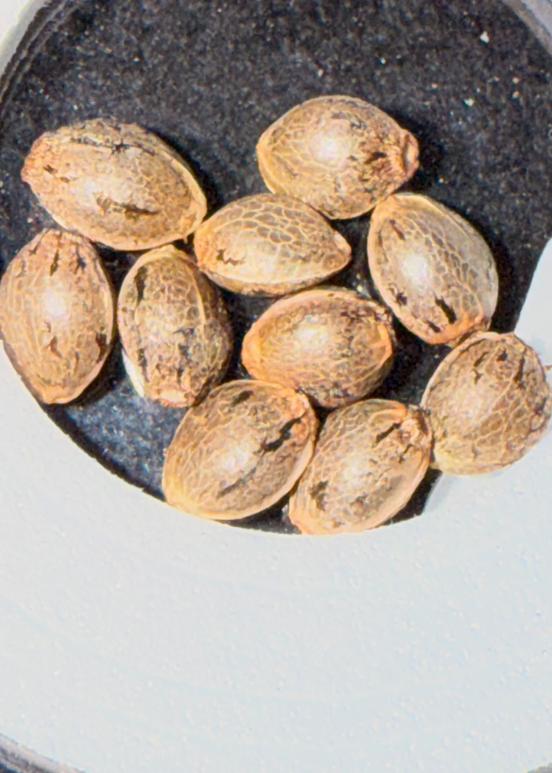 Original Haze (Largest Buds Phenotype) 10x Seeds for $50.00 - Image 2