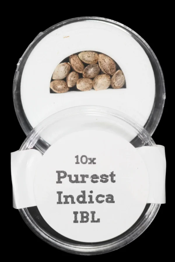 "Purest Indica" a.k.a. the Steve Murphy Afghan IBL (Inbred Line) Regular Seeds
