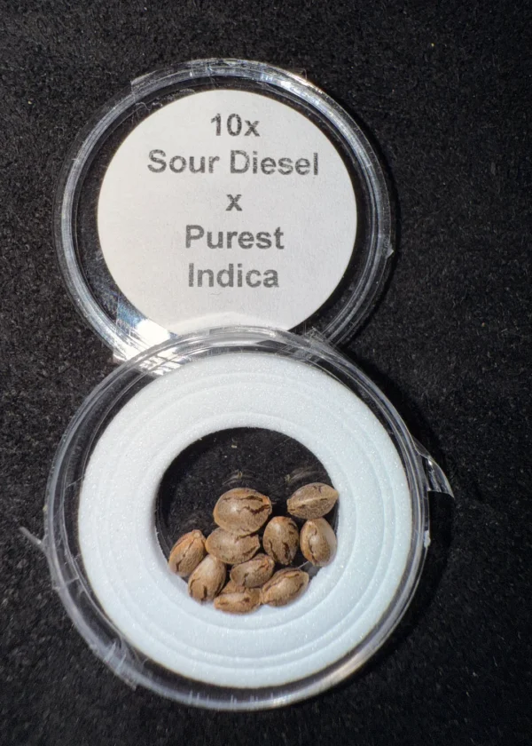 Sour Diesel x Purest Indica Seeds - 10 Seeds for $50.00