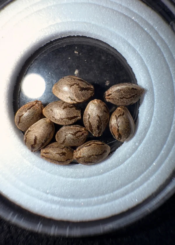 Sour Diesel x Purest Indica Seeds - 10 Seeds for $50.00 - Image 2