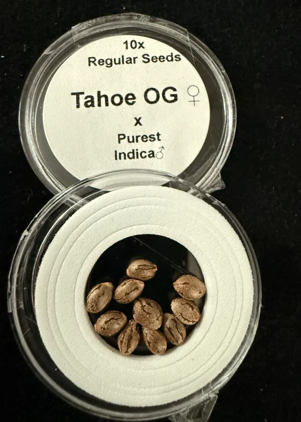 Tahoe OG x Purest Indica Seeds, 10 Seeds for $50.00