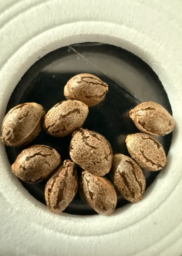 Tahoe OG x Purest Indica Seeds, 10 Seeds for $50.00 - Image 2