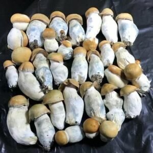 Buy Penis Envy Online